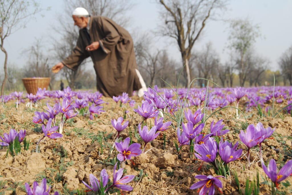 thumbnail interactive-video image 1 of Premium Kashmiri Saffron – Organic, Pure, Finest Quality – 7g (Exp 2027) 1 of 3