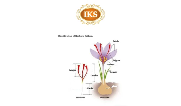 Different Types Grades of Kashmir Saffron