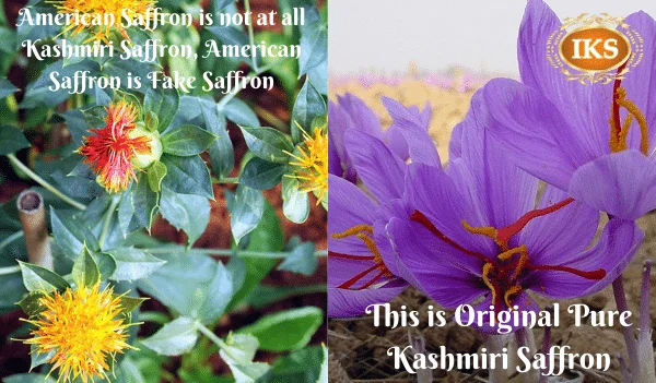 Is American Saffron Real Saffron, American Saffron Vs Kashmir Saffron, American saffron is not at all real saffron